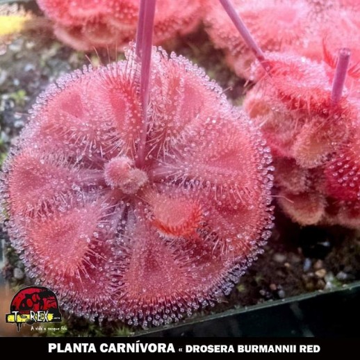 planta carnívora Drosera Burmanni Red