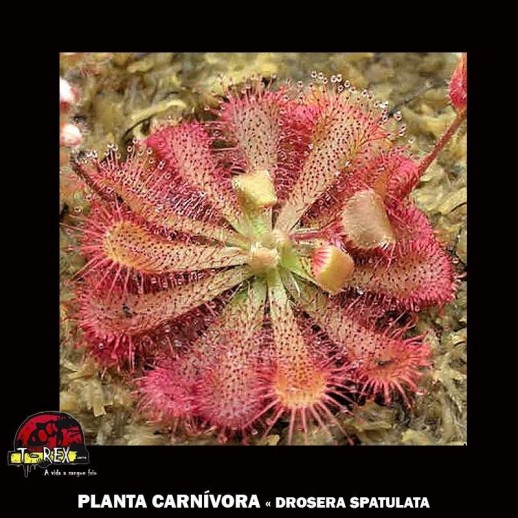 carnívora Spatulata drosera