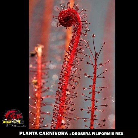 comprar muda carnivora filiformis