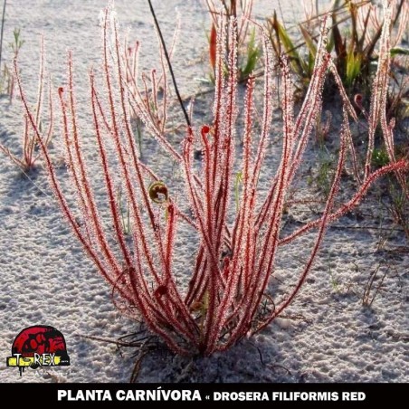 onde comprar planta carnivora