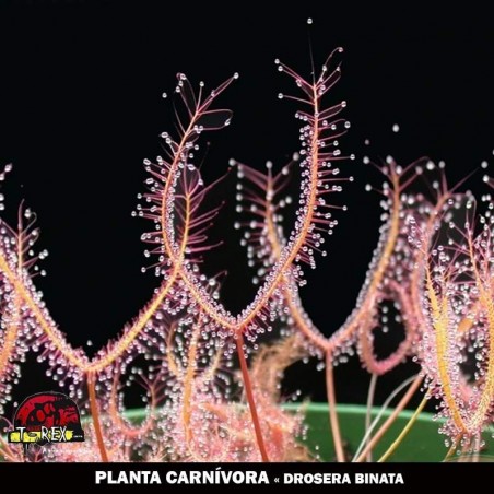 comprar uma planta carnivora