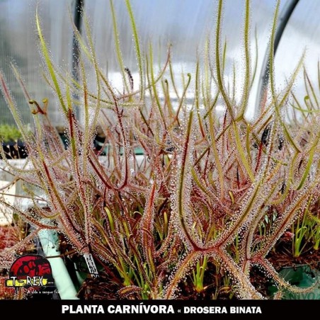 comprar e cultivar planta carnivora