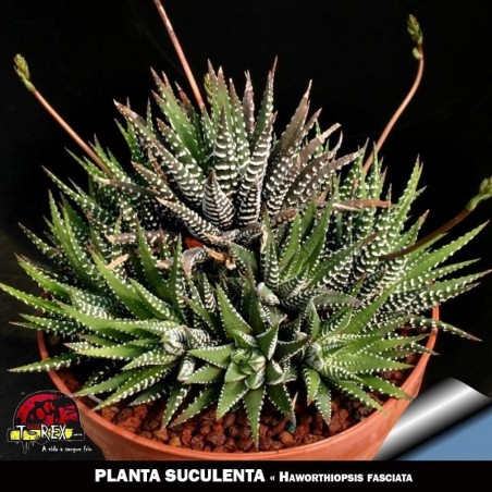 venda de suculentas online