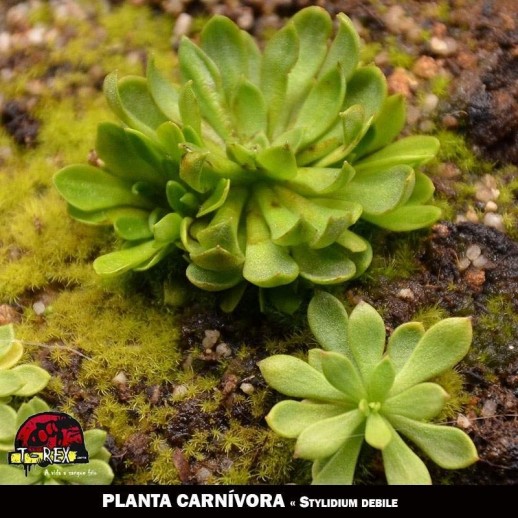 venda de planta carnivora Stylidium debile