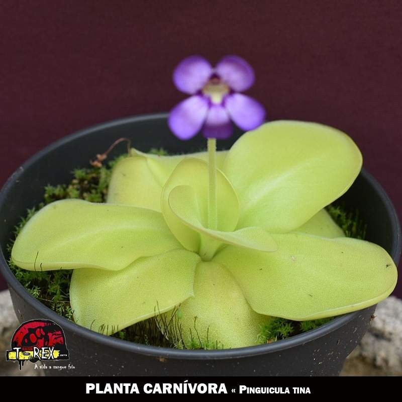 venda de plantas carnivoras online venda de plantas carnivoras online