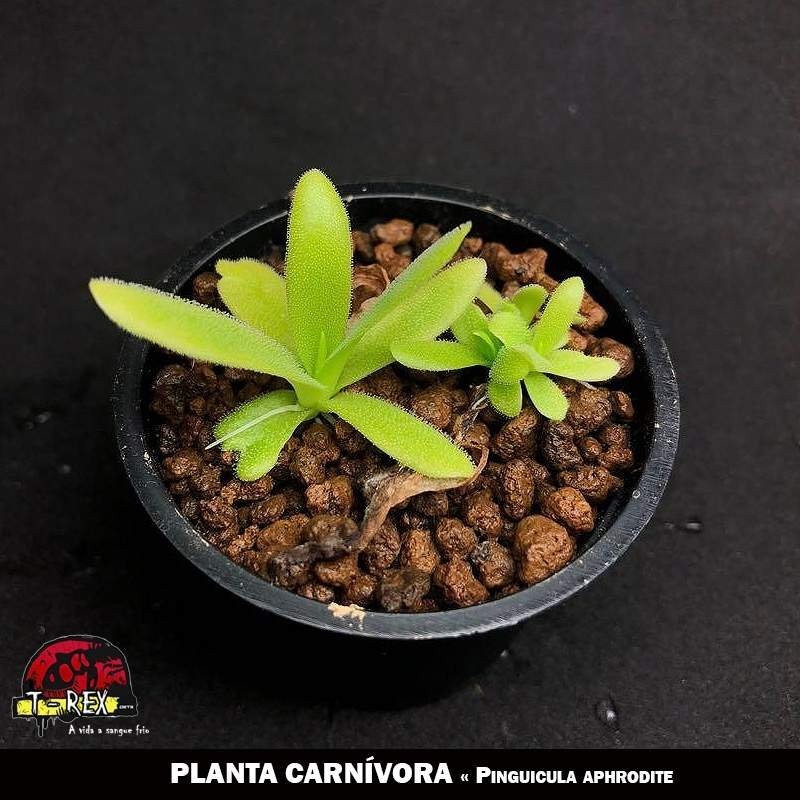 onde comprar planta carnivora onde comprar planta carnivora