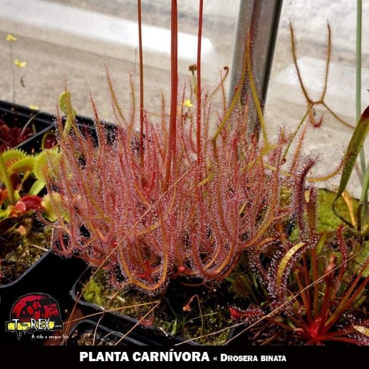 venda de planta carnivora binata