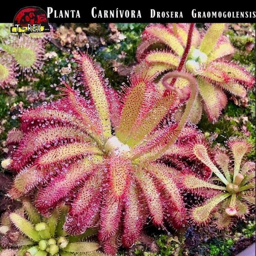 Venda de planta carnivora Drosera Graomogolensis