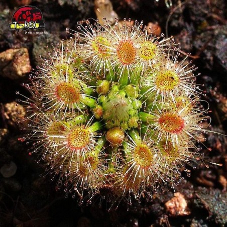 comprar planta carnivora drosera pigmeia hyperostigma