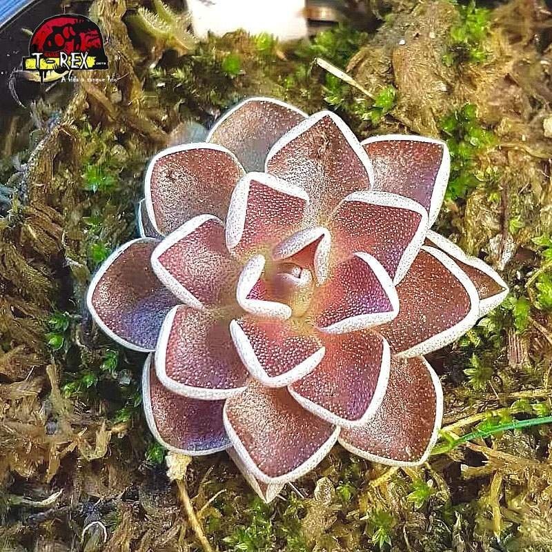 comprar planta carnivora pinguicula ehlersiae