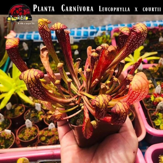 Plantas Carnívoras Serracenia a venda