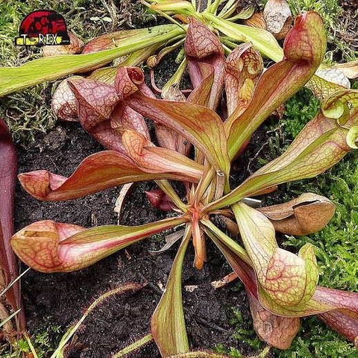 comprar muda de planta carnivora sarracenia psitacinna