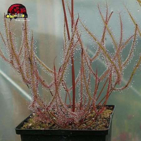 comprar planta carnivora drosera binata