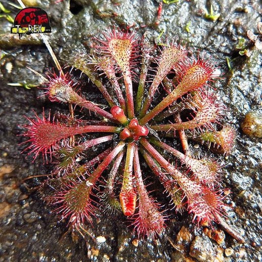 comprar planta carnivora drosera  spatulata  sundew