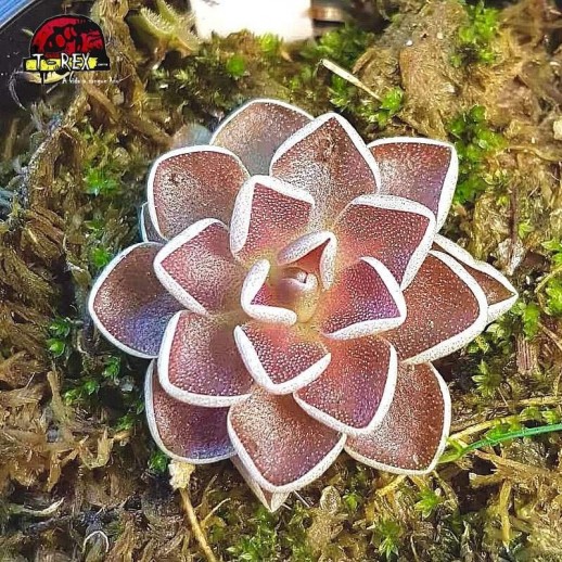 comprar planta carnivora pinguicula ehlersiae