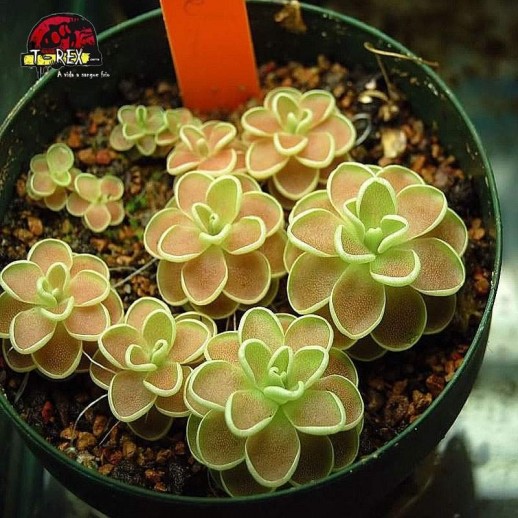 comprar planta carnivora pinguicula ehlersiae