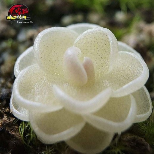 comprar planta carnivora pinguicula esseriana