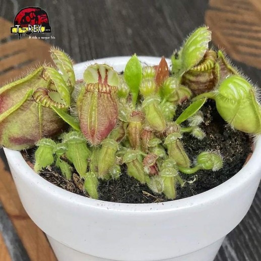 comprar planta carnivora cephalotus follicularis