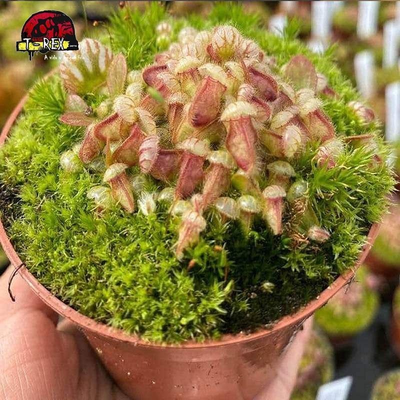 muda de planta carnivora cephalotus follicularis