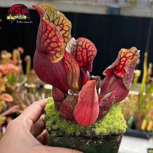 comprar planta carnivora sarracenia psitacinna