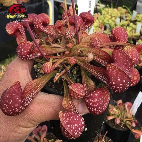 comprar muda de planta carnivora sarracenia psitacinna