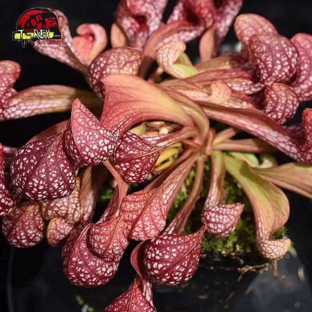 comprar planta carnivora sarracenia psitacinna