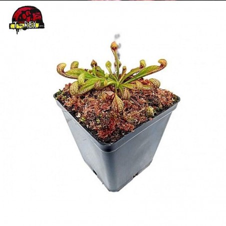 comprar muda de planta carnivora sarracenia psitacianna