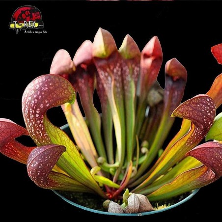 comprar planta carnivora sarracenia psitacinna