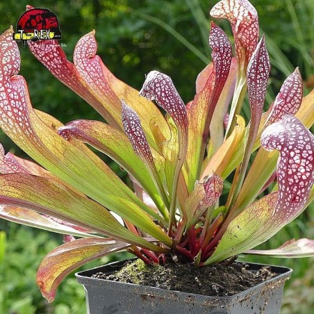 comprar planta carnivora sarracenia psittacinna