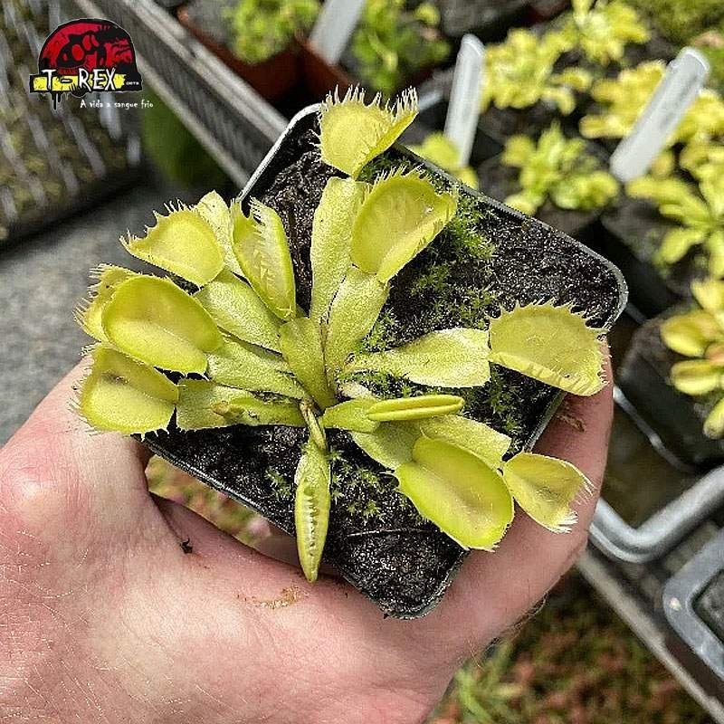 comprar planta carnivora dioneia triton