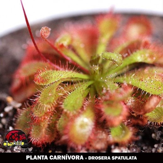 Comprar planta carnivora Spatulata