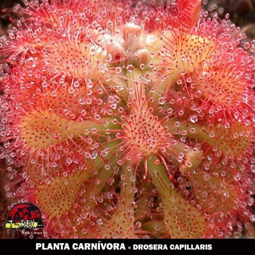 venda de planta carnívora